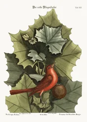 The Summer Red-Bird, 1749-73